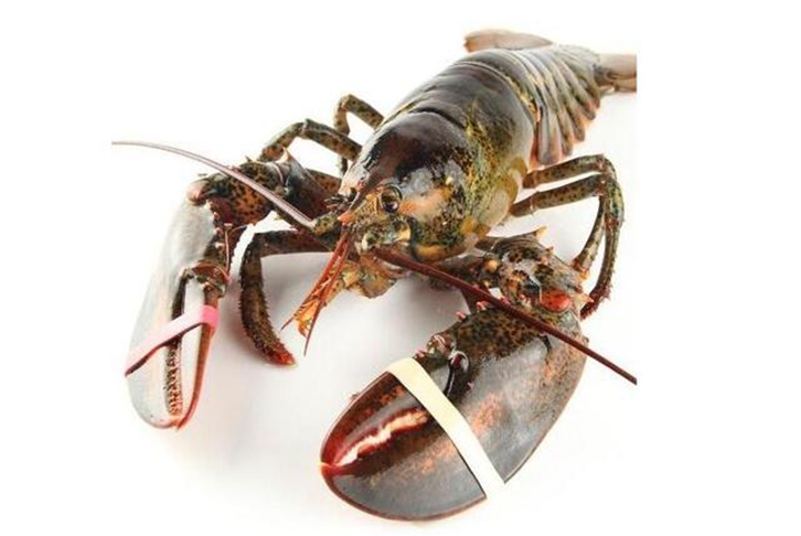 鮮活龍蝦進(jìn)口清關(guān)