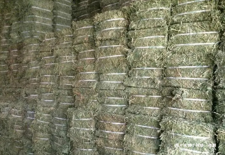 進口蘇丹苜蓿草報關資料_飼料苜蓿草準入進口國家