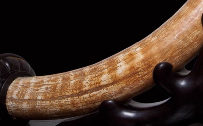 猛犸象牙進(jìn)口報關(guān)流程以及稅率是怎樣的？