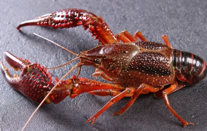 鮮活龍蝦進口報關(guān)流程_鮮龍蝦進口報關(guān)注意事項