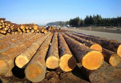 寧波木材進口報關(guān)公司哪家好-專注進口報關(guān)17年