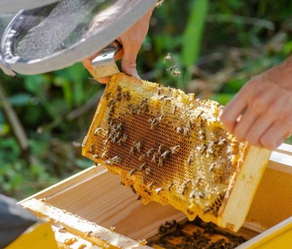 18年廣州進(jìn)口蜂膠報關(guān)公司_巴西蜂膠進(jìn)口報關(guān)資料