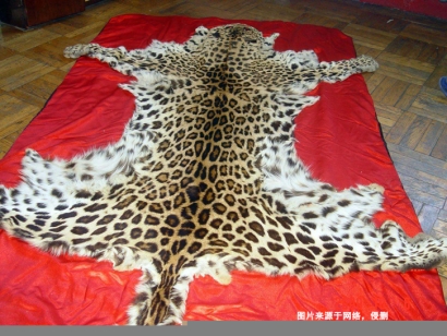 青島動物標本進口報關資料9樣_豹皮動物標本通關