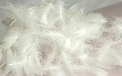 鵝毛進(jìn)口報關(guān)關(guān)稅以及進(jìn)口鵝毛放行的幾個步驟