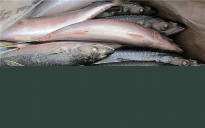 俄羅斯水產(chǎn)品進(jìn)口報關(guān)公司，聯(lián)網(wǎng)助你快速通關(guān)!