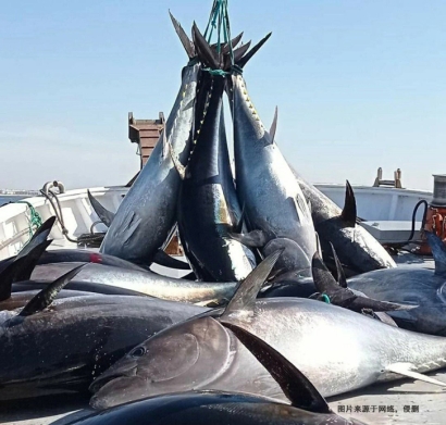 日本藍(lán)鰭金槍魚進(jìn)口報關(guān)流程到深圳水產(chǎn)品案例