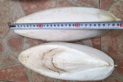 工業用墨魚骨代理報關進口小知識，快來看一下