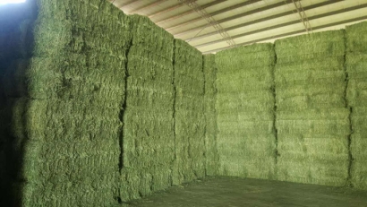 青島進口苜蓿草清關(guān)流程？苜蓿草進口準入國家