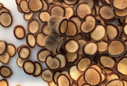 進口澳大利亞鹿茸報關資料_中藥材進口清關流程