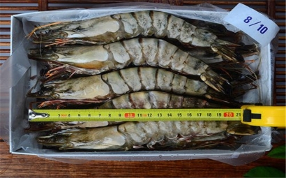 進口泰國蝦清關流程有哪些?泰國蝦能進口嗎?