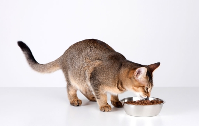 寵物飼料進口清關