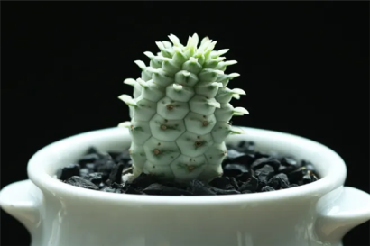 機(jī)場(chǎng)進(jìn)口植物報(bào)關(guān)代理的流程以及關(guān)稅