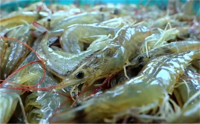 越南水產(chǎn)品進口報關一站式代理服務