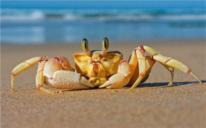 進(jìn)口鮮活螃蟹報(bào)關(guān)清關(guān)注意事項(xiàng)，不了解的可以看看