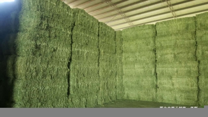 廣州進(jìn)口哈薩克斯坦苜蓿草報關(guān)資料-飼料通關(guān)要點