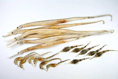 進口泰國干海馬報關多少錢？動物源性藥材報關資料