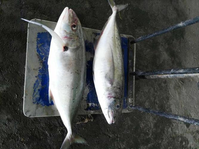 越南冷凍魚進口報關流程 越南冷凍魚進口報關流程