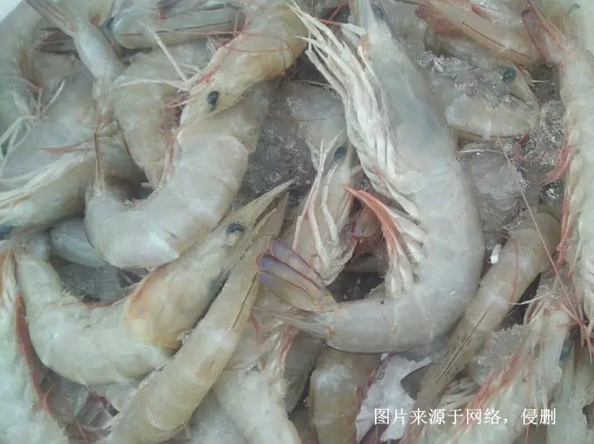 緬甸冷凍麻蝦進口報關(guān)流程 緬甸冷凍麻蝦進口報關(guān)流程
