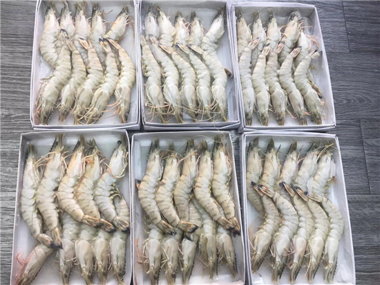 越南冷凍黑虎蝦進(jìn)口報(bào)關(guān)資料 越南冷凍黑虎蝦進(jìn)口報(bào)關(guān)資料