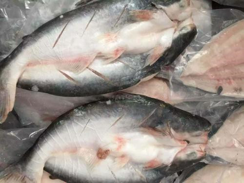 越南巴沙魚進口報關(guān)代理